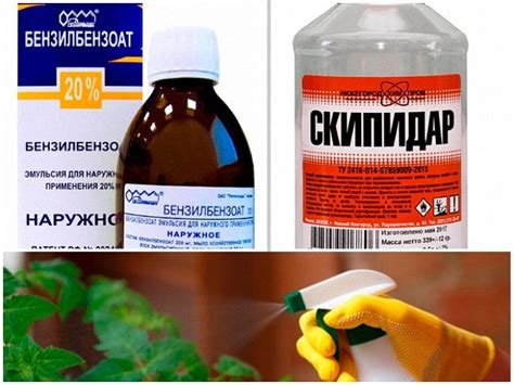 Средства от белокрылки: разновидности и способы применения