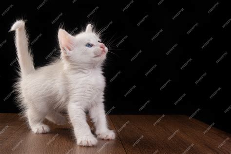 premium photo white kitten white kitten playing   wooden table
