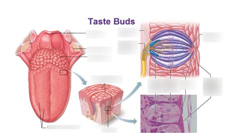 Taste buds Diagram | Quizlet