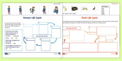 Y Life Cycles Activity Sheet L Enseignant A Fait Twinkl