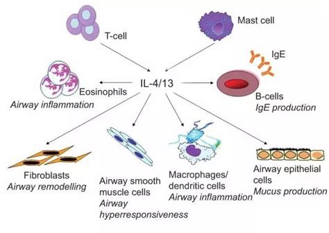 白细胞介素 4（il 4） － 丁香通