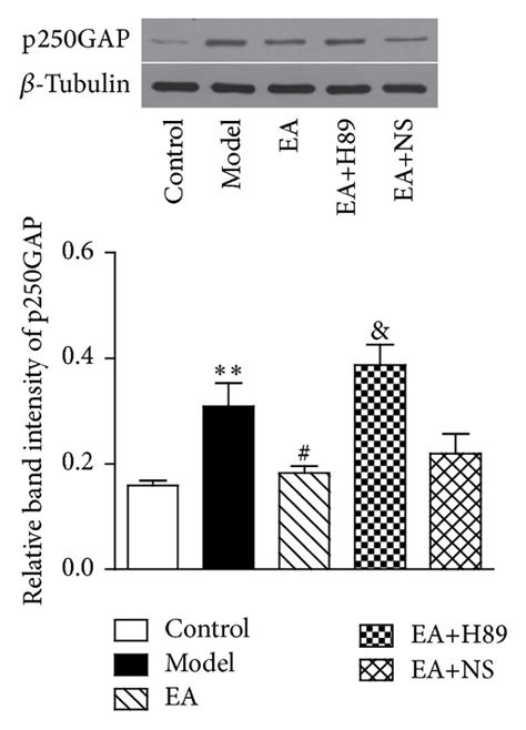 EA Increased The Expression Of The PCREB Protein BDNF Protein And