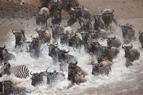 Stampede of wildebeest and zebra crossing the river in the Great ...