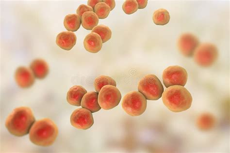 Veillonella Bacteria Gram Negative Anaerobic Cocci Stock Illustration