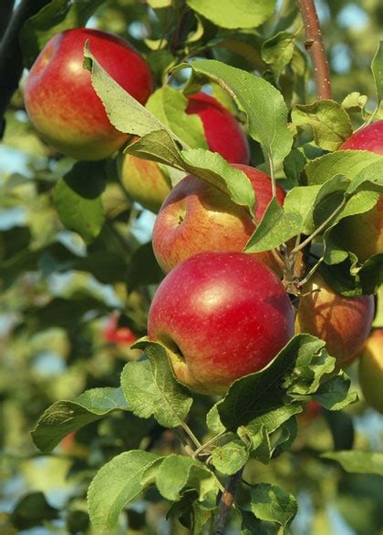 Wanneer Hoe En Waarom Moet Je Een Appelboom Snoeien