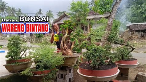 Bonsai Wareng Bintang Super Jumbo Calon Juara Bahan Dongkelan Proses