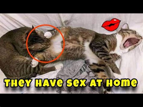 Two Kittens Have Sex At Home Woow Youtube