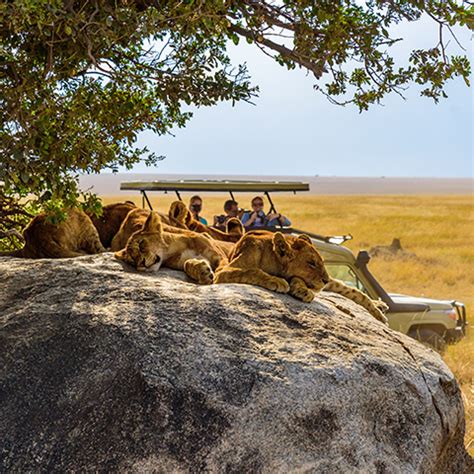 Serengeti Adventure | Bird’S View Adventures