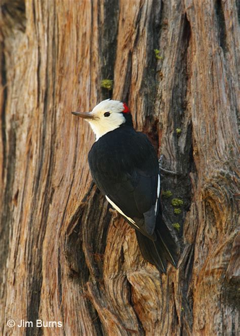 White-headed Woodpecker