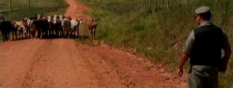 G1 Polícia recupera rebanho roubado em Santana do Livramento RS