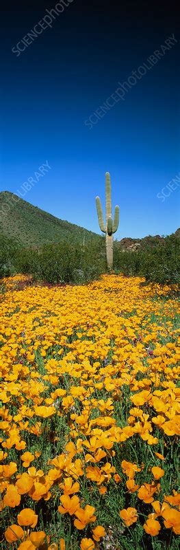 Gold Poppies And Saguaro Cactus Stock Image B Science