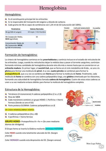 Hemoglobina More Lugo UDocz