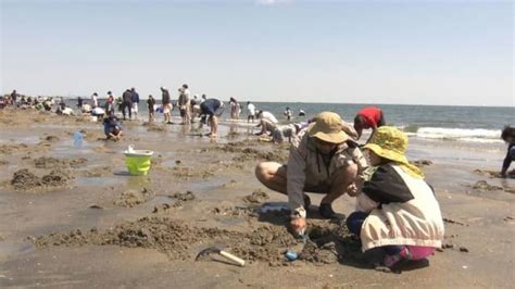 潮が引いた浜でアサリやマテガイ 御殿場海岸で親子連れなど潮干狩り ライブドアニュース