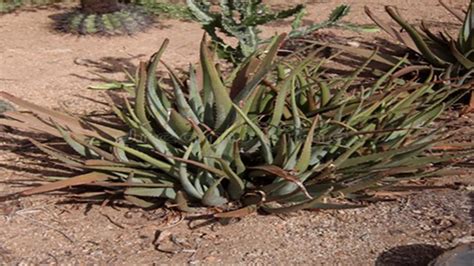 Plants - Aloe Vera - Aloe Barbadensis - Aruba Nature Adventure ...