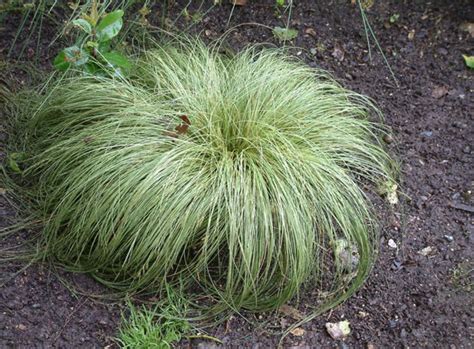 Carex Albula Frosty Curls