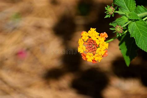 Bright Yellow Orange Lantana Flower At Garden Stock Image Image Of