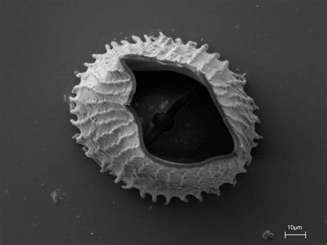 Scanning Electron Microscopy Laboratory | INRS 