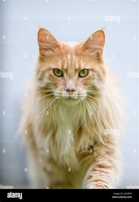 Ginger Maine Coon Stock Photo Alamy