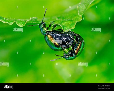 Mint Leaf Beetles Mating Chrysolina Herbacea Menthastri