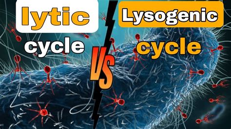 Life Cycles Of Bacteriophage Lytic And Lysogenic Cycle Virus 🦠