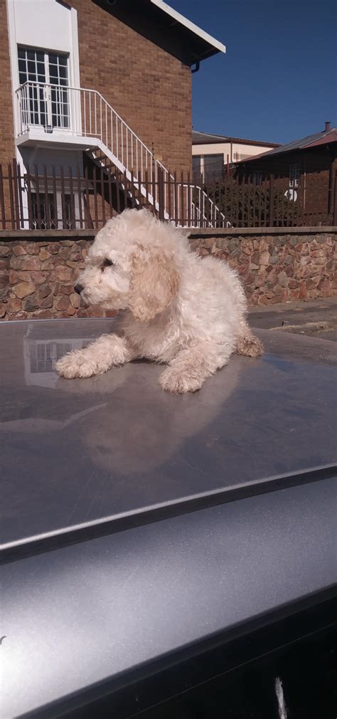Standard French Poodles | Junk Mail