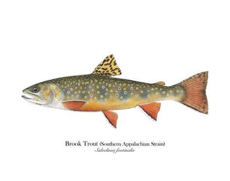 Brook Trout Southern Appalachian Strain Fine Art Print — Tight Loops