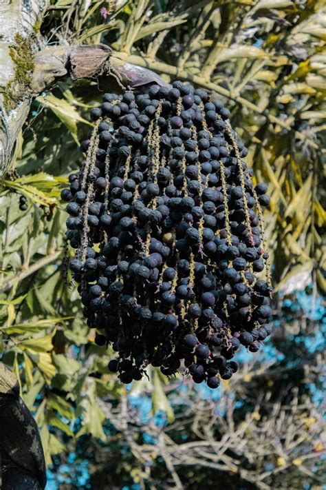 Qu Otro Nombre Recibe La Fruta A A Comprar En Argentina Gu A De