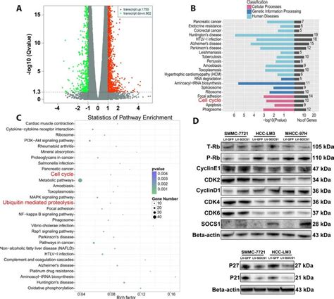 The Effects Of Socs Overexpression On Cell Cycle Progression A