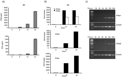 Type I Ifn Production By Lm Infected Dcs A D1 Cells Were Infected