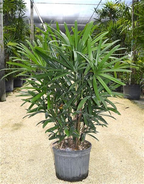 Rhapis Excelsa Lady Palm Hydroculture Plant Online Plants Cart