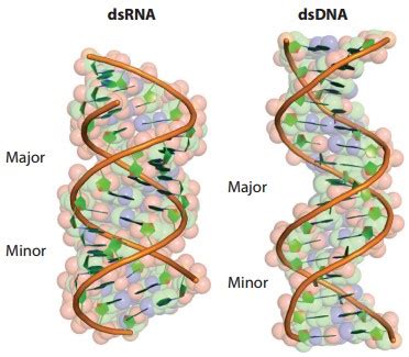dsRNA Immune Response - Creative Diagnostics 