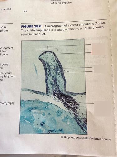 Bio Lab Quiz Cristae Ampullaris Diagram Quizlet