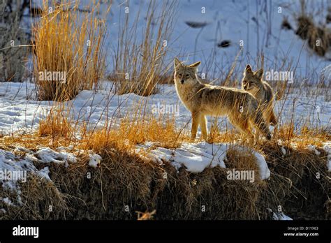 Coyote Canis Latrans Standing On Gardner River Bank Near Old Wolf