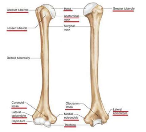 Humerus Pins Diagram Quizlet