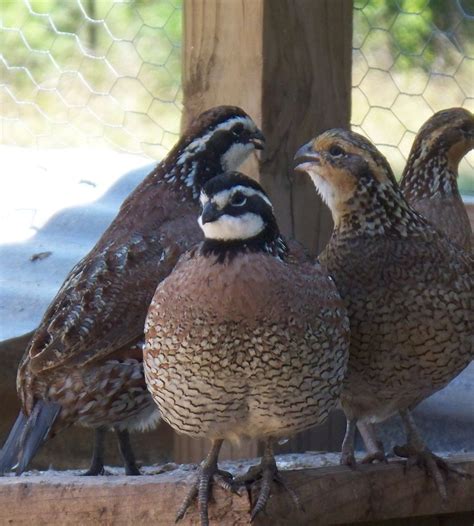 60 Georgia Giant Bobwhite Quail Hatching Eggs 60 Fall Breeders