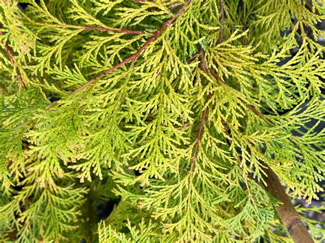 Chamaecyparis Obtusa Kerdalo Dwarf Hinoki Cypress — Mr Maple │ Buy