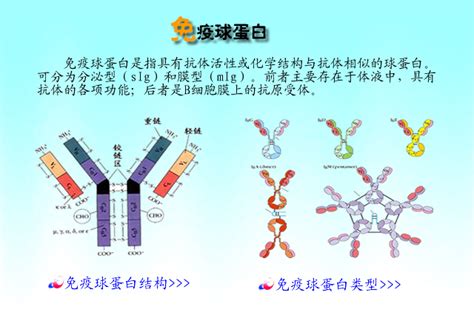 免疫球蛋白e图册360百科