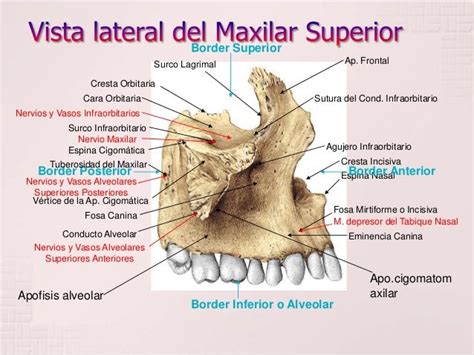 Maxilar Mind Map