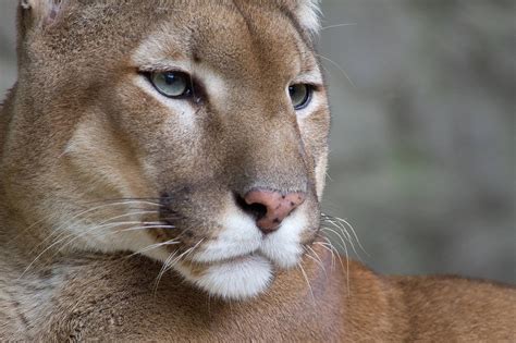 Mountain Lion Desktop Wallpapers - Top Free Mountain Lion Desktop