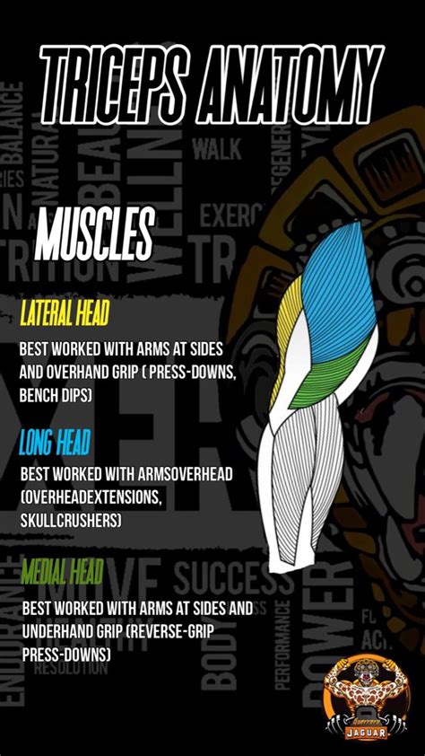 Triceps Exercises For Strong And Sculpted Arms