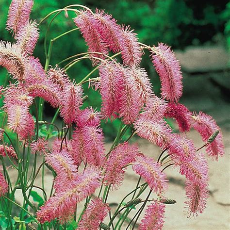 Sanguisorba Obtusa Hardy Perennials Perennial Plants Growing Flowers