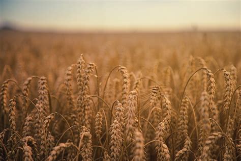 800x600 Resolution Rye Field Ears Of Corn Field Ripe HD Wallpaper