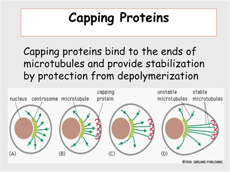 Ppt Other Cell Functions For Actin Powerpoint Presentation Free