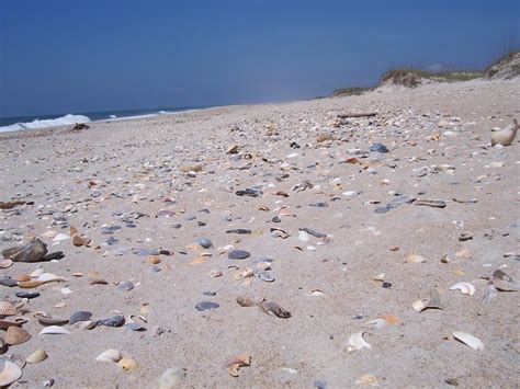 One Of The Best Spots To Find Shellsocracoke Island Nc Ocracoke