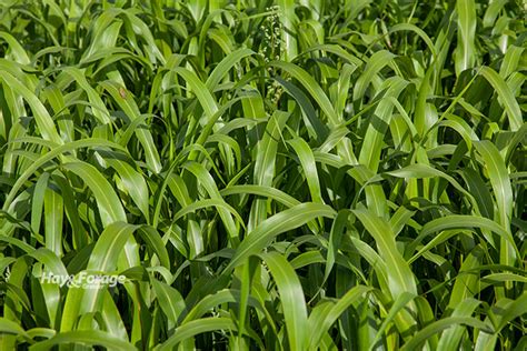 Sorghum silage could fill feed gaps | Hay and Forage Magazine