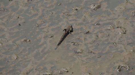 Mudskipper is a fish that lives on land, freshwater, brackish water and