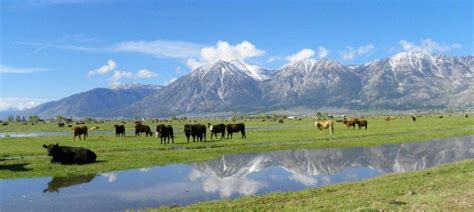 Springtime In Carson Valley Nevada A View From The Road To The