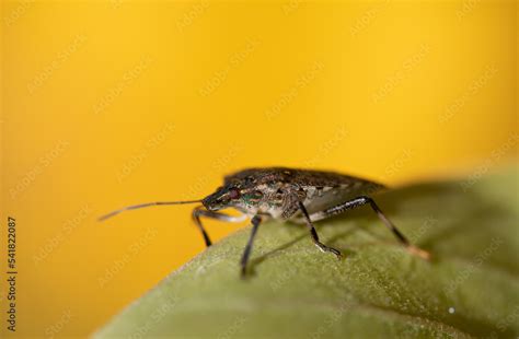 Close-up of a brown leaf bug sitting on a green leaf against a yellow background in nature. The ...