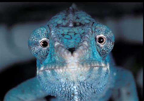 Animals With Beautiful Eyes: Stunning close ups