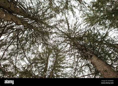 A Canopy Of Tall Evergreen Trees Come Together In Beautiful Patterns